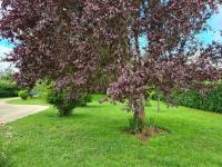 a tree with purple leaves in a field of grass at Maison de vacances Daumeray in Daumeray