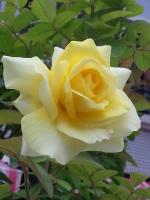 a white rose with a yellow center at Garden Rose Homestay in Taitung City