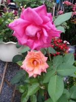 two pink roses in a garden with other flowers at Garden Rose Homestay in Taitung City