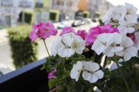 A garden outside WiSaRelax