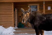 リゾートの敷地内または近くにいる動物