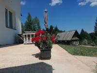 a planter with red flowers in front of a house at Nikolića kuća in Mitrovac