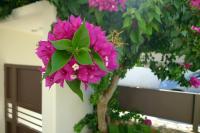 Zahrada ubytování Maria & Manos Guest House, Agios Onoufrios beach