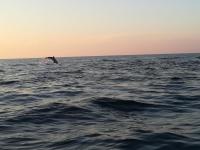 a dolphin jumping out of the water at sunset at Olivia Valkanela App 1 in Vrsar