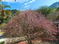 a tree with pink flowers in a yard at Li Jin Kuan Homestay in Nanzhuang
