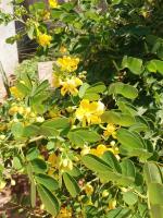 Zahrada ubytování Farmhouse Boutique Backyard Rooms