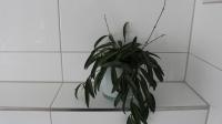 Plán poschodí v ubytovaní Appartement Maria