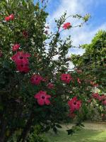 La Peregrina Galapagos B&Bにある庭