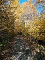 a dirt road in the middle of a bunch of trees at Ferienwohnung Familie Pichler in Neumarkt in Steiermark