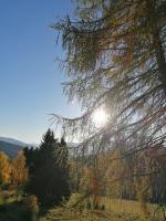 a tree with the sun shining through it at Ferienwohnung Familie Pichler in Neumarkt in Steiermark