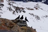 three birds sitting on top of a mountain at Haus Staud in Schmirn