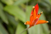 a close up of a bright orange flower at Pousada Vila Tamarindo Eco Lodge in Florianópolis