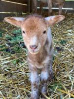 a baby baby lamb standing in hay at Little Farm Comfort&amp;PrestigeHouse in Ittre