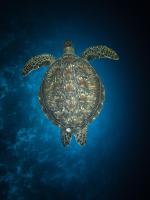 ゲストハウスの敷地内または近くにいる動物