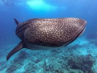 ゲストハウスの敷地内または近くにいる動物