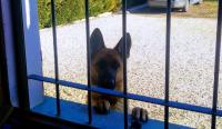 Domáce zviera alebo zvieratá hostí v ubytovaní La Fossetta B&B