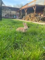 Půdorys ubytování Ağva Kapım Otel