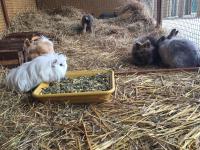 Animales en el hotel o alrededores