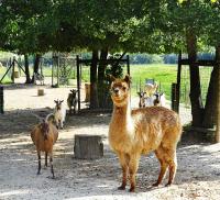 Animales en el hotel o alrededores