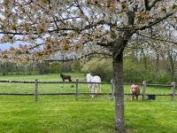 a group of horses in a field behind a fence at B&amp;B Château de Preuil in Vallenay