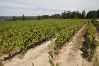 a vineyard with rows of green vines at Parador Casa Da Insua in Penalva do Castelo