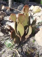 a cactus growing on the rocks in a garden at Gite La vallée du silence in Le Beausset