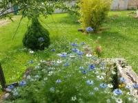 a garden with blue flowers in the grass at 2 chambres privées au calme à la Maison des Bambous in Dijon