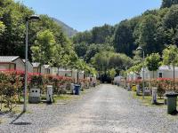 una carretera bordeada de árboles y farolas en Camping Igara de San Sebastian, en San Sebastián