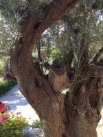Zahrada ubytování KALIVI Traditional Olive Farm Guest House