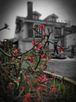 A garden outside Posada Marina