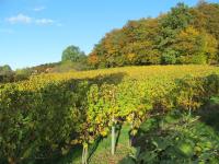 a vineyard with a bunch of green grapes at Appartement Weingut Schoberhof in Bad Gleichenberg