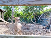 a deer in a cage looking through a fence at Kenting Tuscany Resort in Kenting