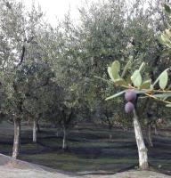Ogród w obiekcie Agrialpi by Salfrutta