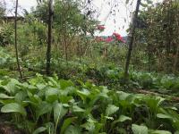 Un jardín con muchas plantas y árboles verdes. en Midori Heritage Coffee Farm, en Da Lat