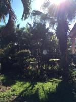 a garden with a palm tree and a house at LA KAZ A DADA in Sainte-Suzanne
