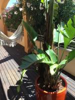 Vonkajšia záhrada v ubytovaní Denia Deluxe Chillout Experience