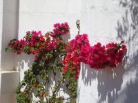 A garden outside Masseria Bianca di Puglia