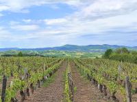 a row of vines in a vineyard with mountains in the background at Appartement Oingt - Les Meublés des Pierres Dorées in Theizé