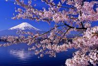a cherry tree with a mountain in the background at Guesthouse Sakuya in Fujikawaguchiko