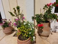 A garden outside Cactus rooms