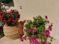 A garden outside Cactus rooms
