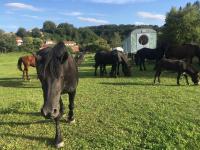 Zvířata v luxury tent nebo okolí