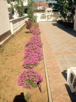Vonkajšia záhrada v ubytovaní Apartments Anđa near Queen Beach