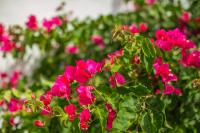 A garden outside Los Delfines Biniforcat