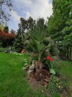 Vonkajšia záhrada v ubytovaní House w little tropical garden