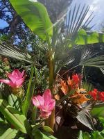 Vonkajšia záhrada v ubytovaní House w little tropical garden