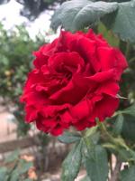 Zahrada ubytování Il Giardino degli Antichi Sapori