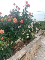 Zahrada ubytování Il Giardino degli Antichi Sapori