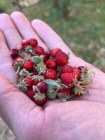 Půdorys ubytování Il Giardino degli Antichi Sapori