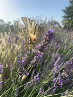 Půdorys ubytování Il Giardino degli Antichi Sapori